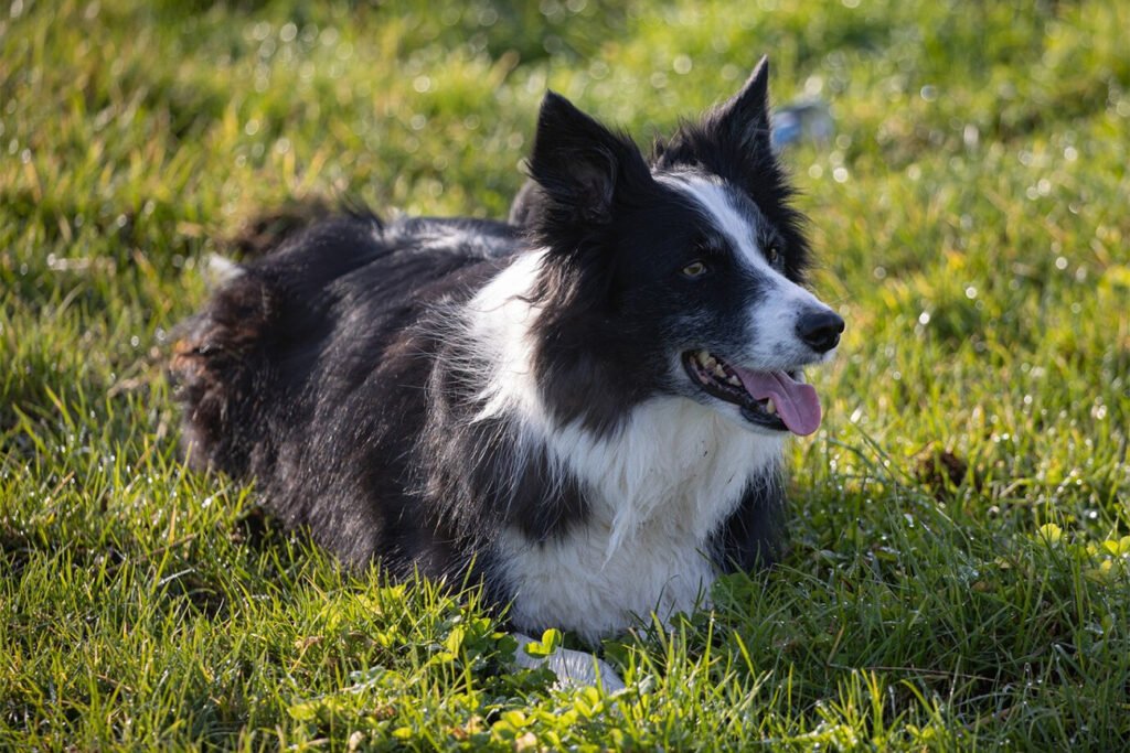 Border Collie (Freepick).