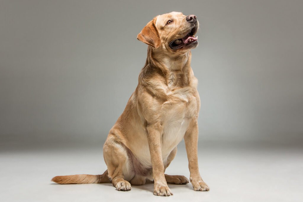 Labrador retriever (Freepick).