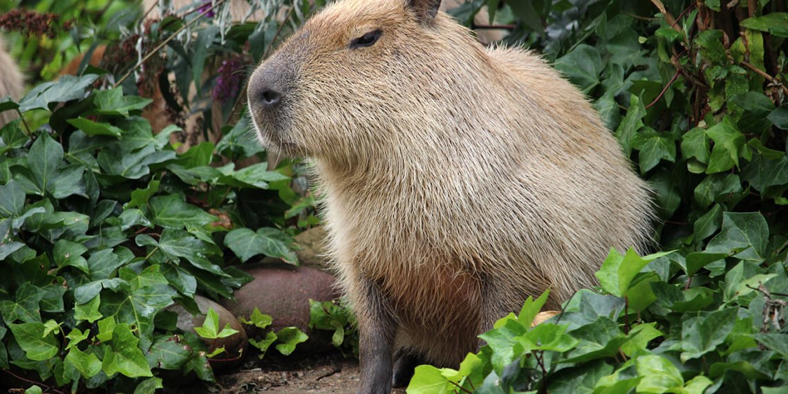 El capibara es conocido como el "señor del pasto" o "amo de las hierbas" en la lengua guaraní (FreePick/Wirestock).