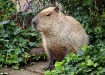 El capibara es conocido como el "señor del pasto" o "amo de las hierbas" en la lengua guaraní (FreePick/Wirestock).
