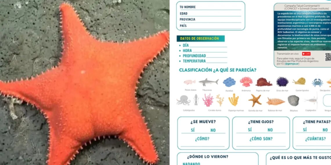 Furor por la transmisión en vivo del Conicet desde el fondo del mar argentino (Collage).