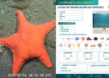 Furor por la transmisión en vivo del Conicet desde el fondo del mar argentino (Collage).