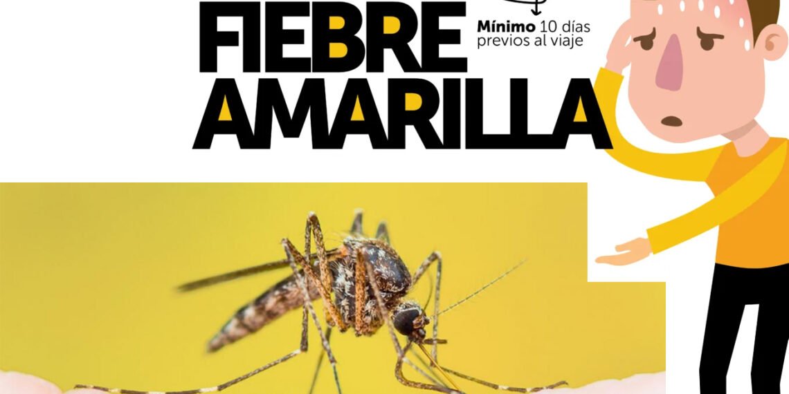 Lo que tenés que saber sobre la fiebre amarilla y las medidas de prevención (Ministerio de Salud).