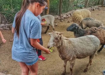 (Gentileza La Granja del Señor Brito).