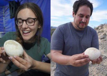 Científicos del Conicet muestran e huevo de dinosaurio que hallaron en la Patagonia (Conicet).