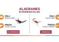 Alerta alacranes: cómo proteger a tus hijos y qué hacer ante una picadura