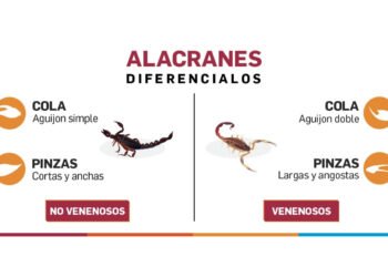 Alerta alacranes: cómo proteger a tus hijos y qué hacer ante una picadura